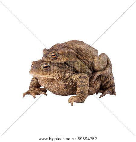 Common toad or european toad (Bufo bufo) - Amplexus