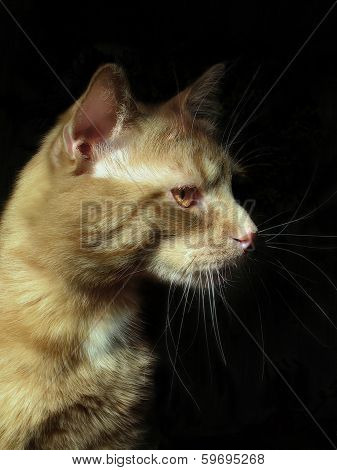 Red Cat On The Black Background