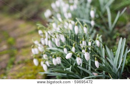 Common Snowdrops Flowering In The Garden