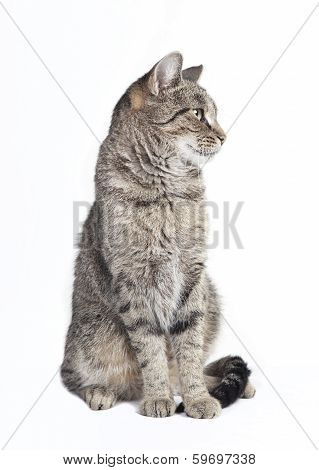 Tabby Cat Looking To The Side