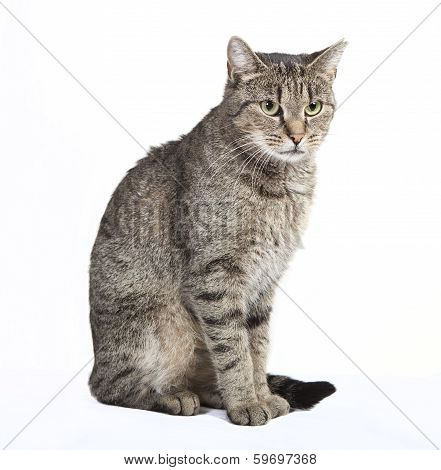 Cat Sits And Looks