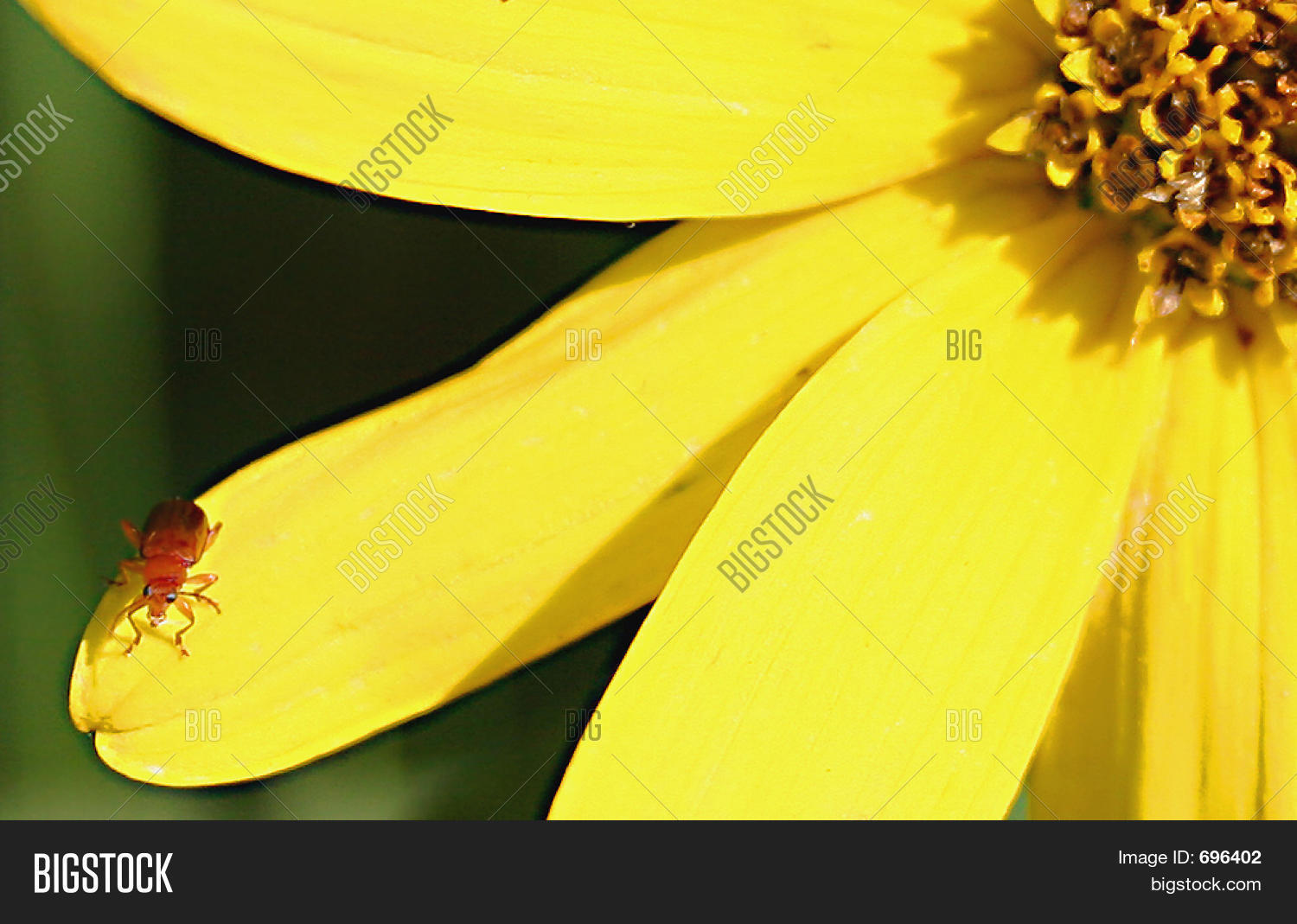 Image Preview
