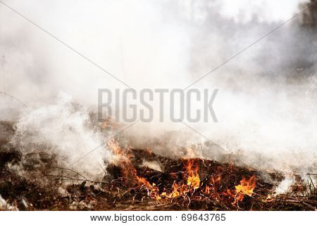 Wildfire. Fire. Global warming, environmental catastrophe. Concept man helpless before a natural disaster. Protection of the environment. Survival, the preservation of life