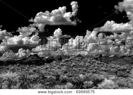 Sonora Desert