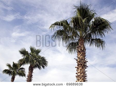 Palm Trees
