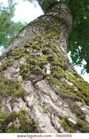 poplar trunk
