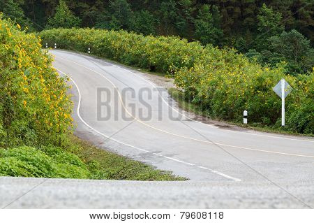 The road through the Mexican Sunflower Weed bloom at Mae Hong Son Province, Thailand