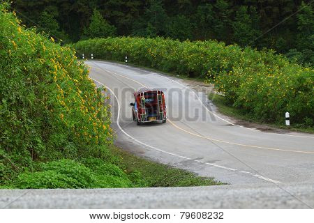 The road through the Mexican Sunflower Weed bloom at Mae Hong Son Province, Thailand