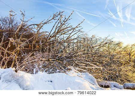 Sunrise Under The Winter Calm Mountain Landscape With Beautiful Fir Trees On Slope