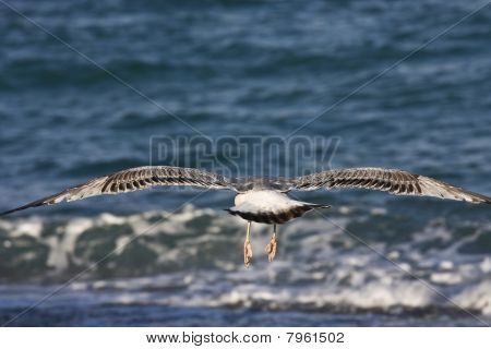 Möwe