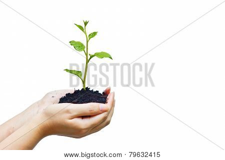 growing tree