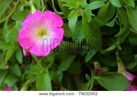 A Pink Hibiscus Flower At The Park