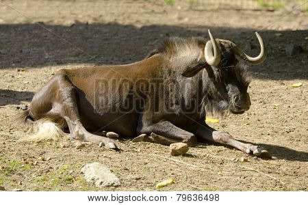 Black Wildebeest