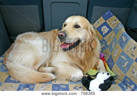 Perro en coche