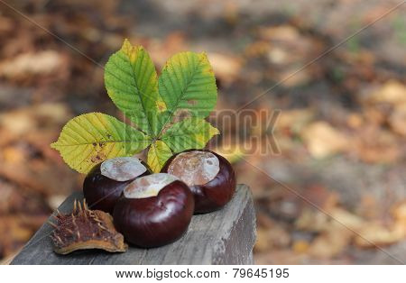 Conker And Leaf On Bench In Autumn Park