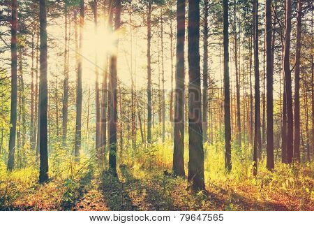 sunset in the woods, retro film filtered, instagram style 