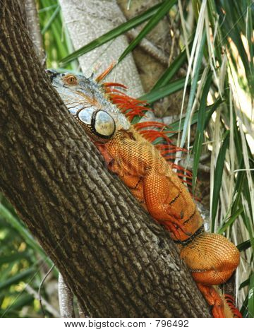 Iguana