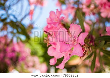Oleander Rose Bay Flower