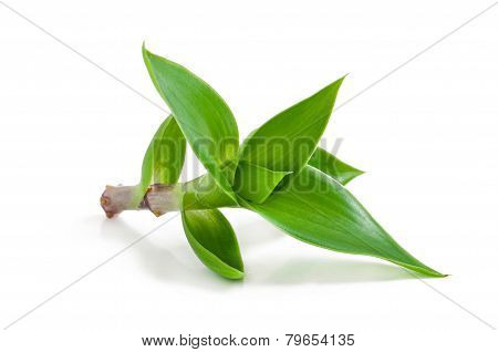 green sprout