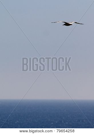 Seagull