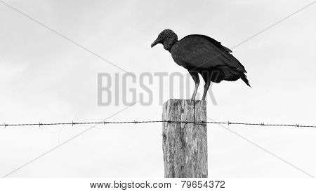 Vulture