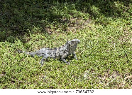 Wild Big Lizard