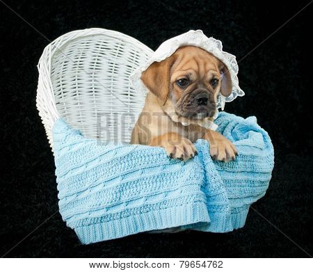 Baby Beabull Puppy