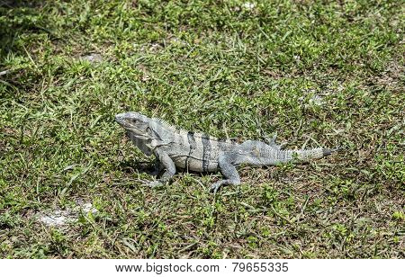 Wild Big Lizard