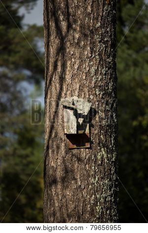 Broken Birdhouse On Pine