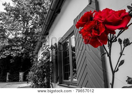 Red Rose in Front of Building