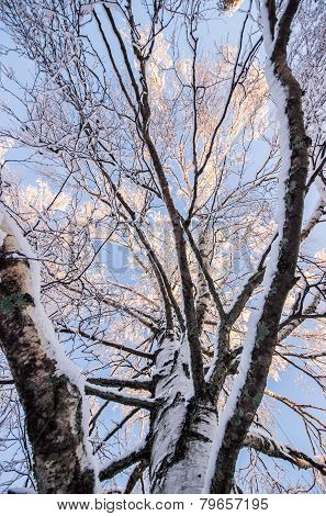 Inside A Birch Tree In Winter