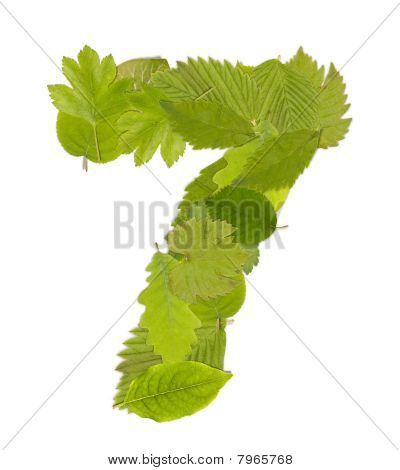 Número de folhas verdes