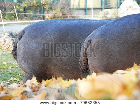 Hippopotamus