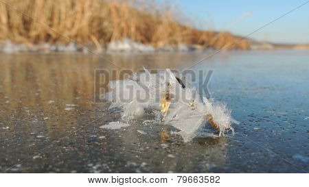 Ice Crystals On The Frozen Twig