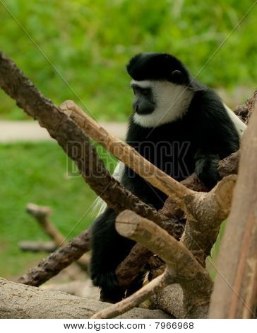 Sort og hvid Colobus abe 2