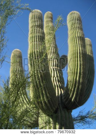 Old Survivor Saguaro