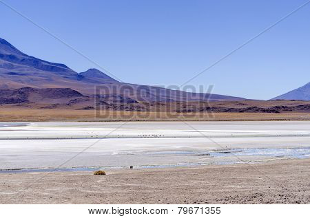 Laguna Hedionda, Bolivia, Antiplano