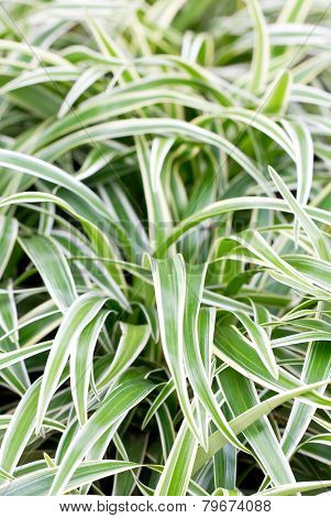 Bichetii Grass.