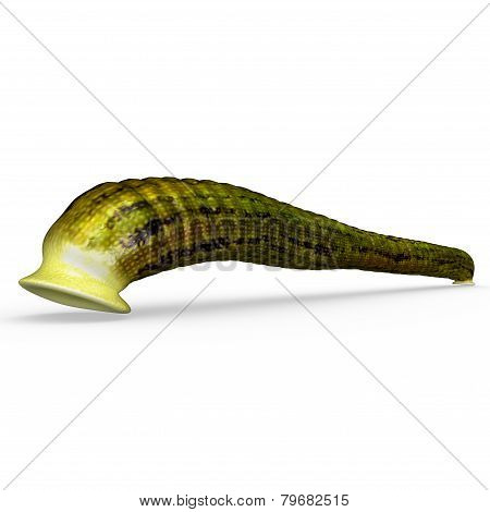 Haemadipsa