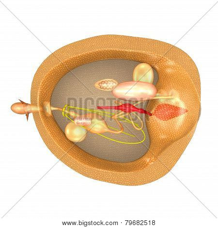 Mollusca