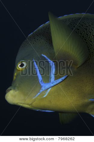 Halvcirkel Angelfish