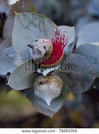 Eucalyptus Rhodantha, Kings Park, Western Australia