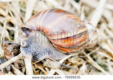 Snail