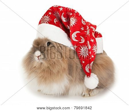 Lionhead rabbit in the New Year hat.