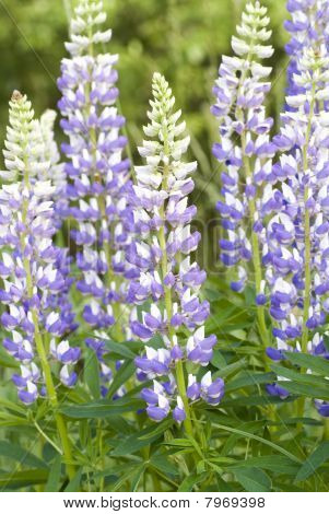 Lupin