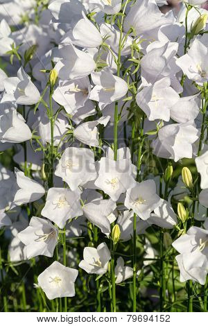Campanula or canterbury bells flowers in garden
