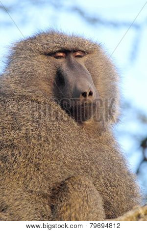 Portrait Of Adult Olive Baboon