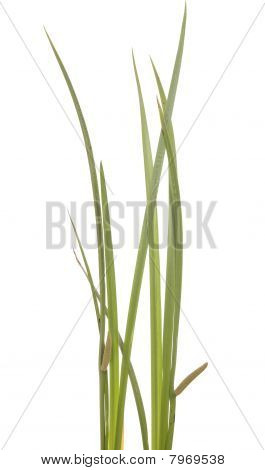 Calamus