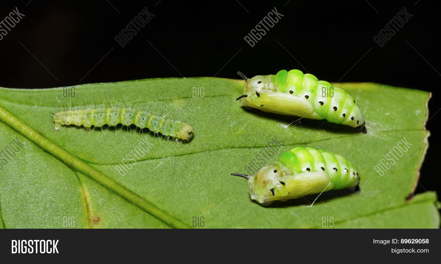 Caterpillar Pupa Image & Photo (Free Trial) Bigstock
