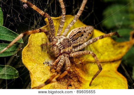 Wolf Spider Is Resting On The Net